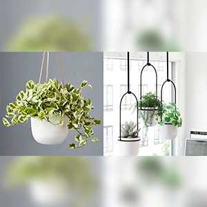 Hanging Plant- Best Birthday Gift For Mother