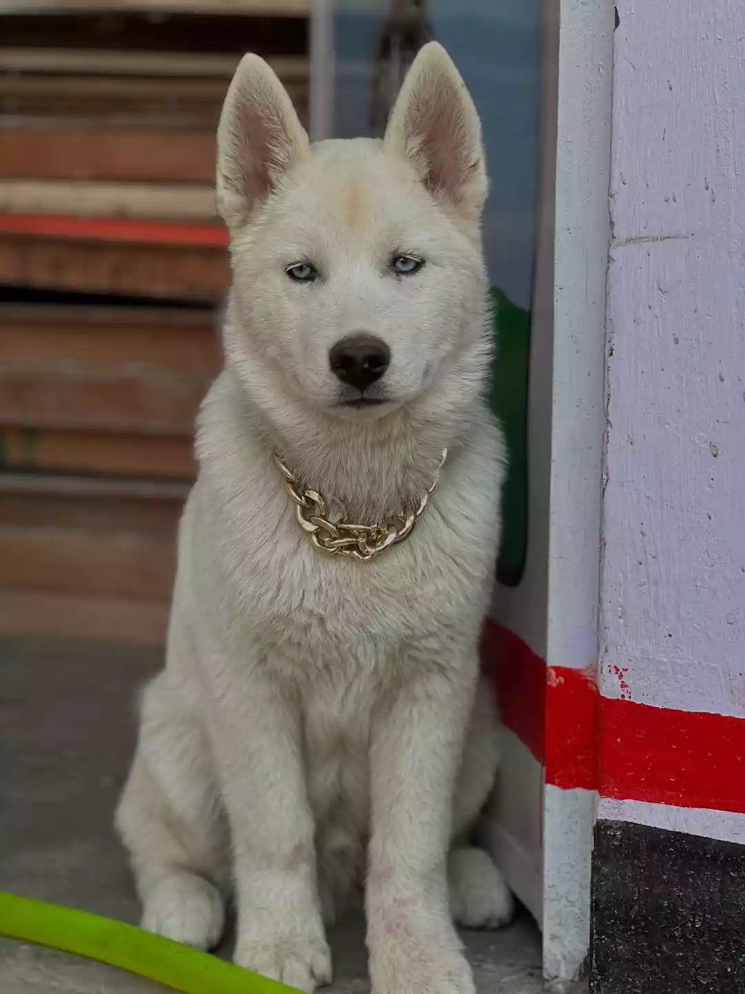 Nawab-Tyagi Nawab-Tyagi