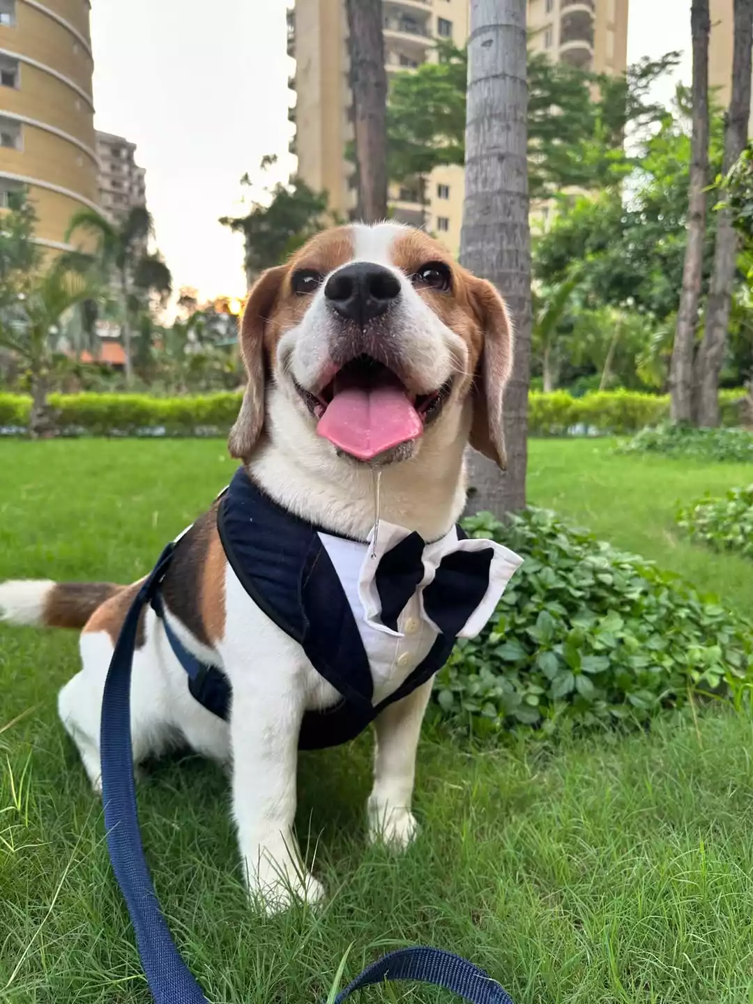 Doodle-The-Beagle Doodle-The-Beagle