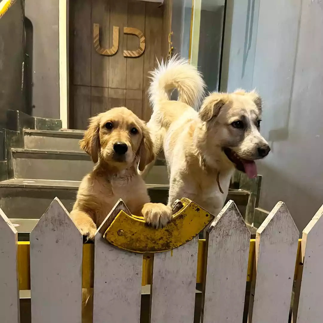 Divy-Khatri Divy-Khatri