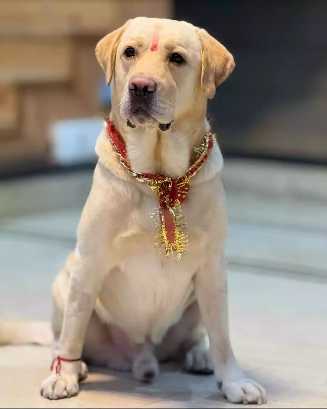 Manik-Sisodia Manik-Sisodia