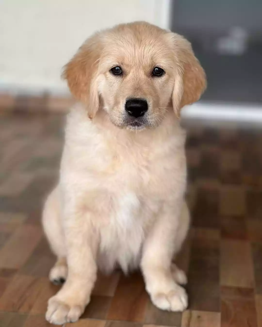 Anamika-Singh Anamika-Singh