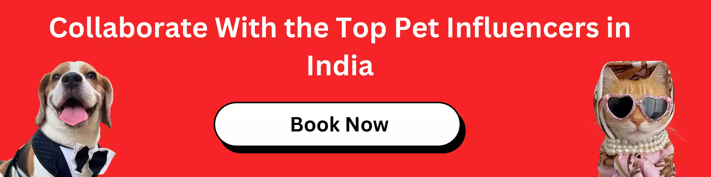 Collaborate With the Top Pet Influencers in India