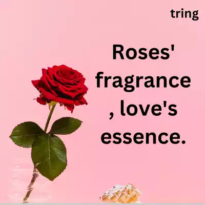short-rose-day-captions
