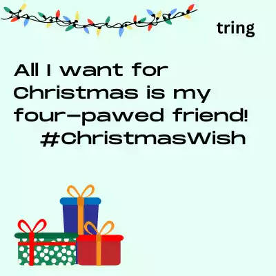 dog-christmas-caption